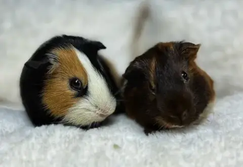 Piggie And Gerald