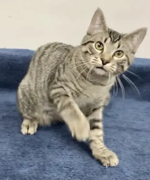 Legolas