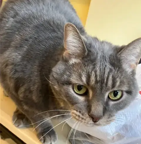 Taz