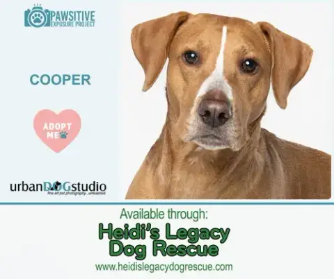 Cooper