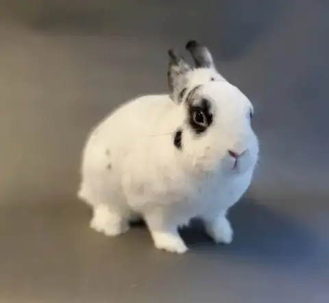 Diva