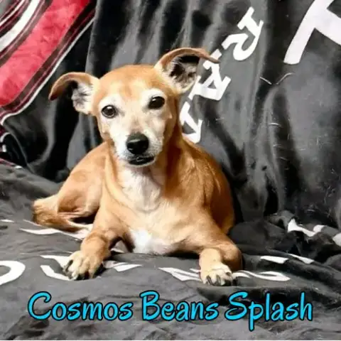 Cosmos Beans Splash photo 2