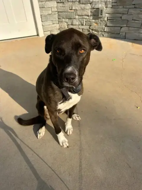 Unnamed Pup