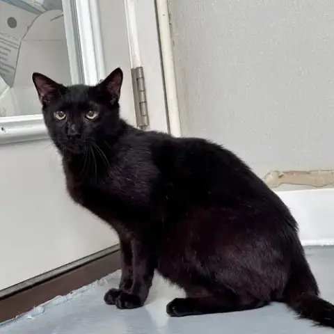 Rebel