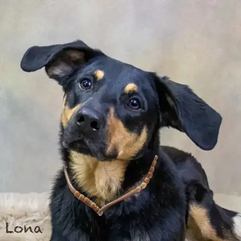 Lona