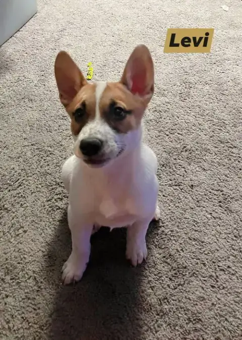 Levi