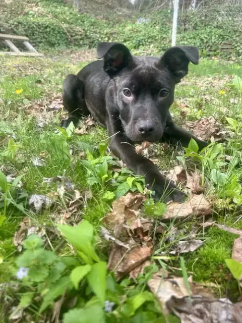 Dobby