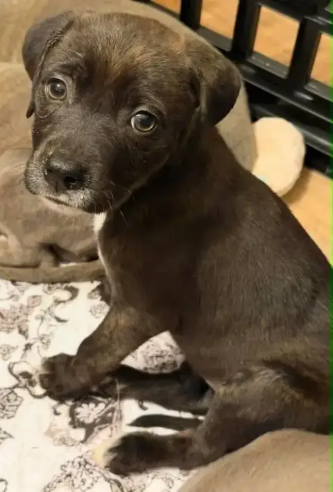 Nutmeg