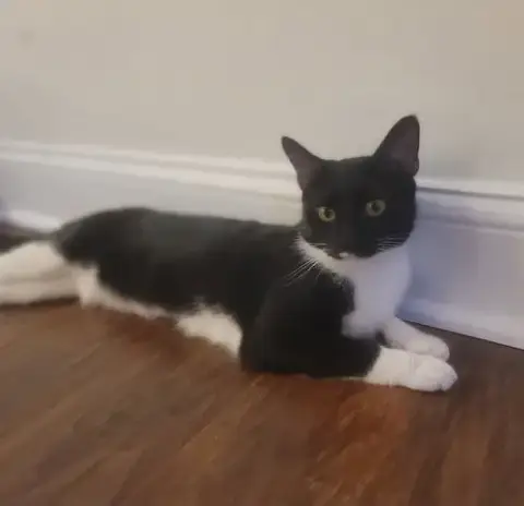 Maisie  Felv+ photo 2