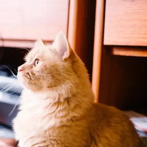 Atticus photo 5