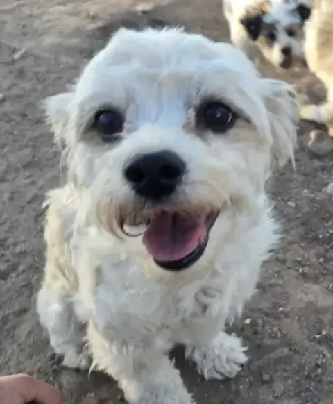 **Lola