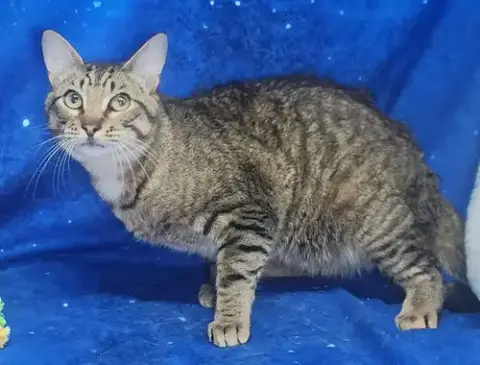 260146 Bobcat