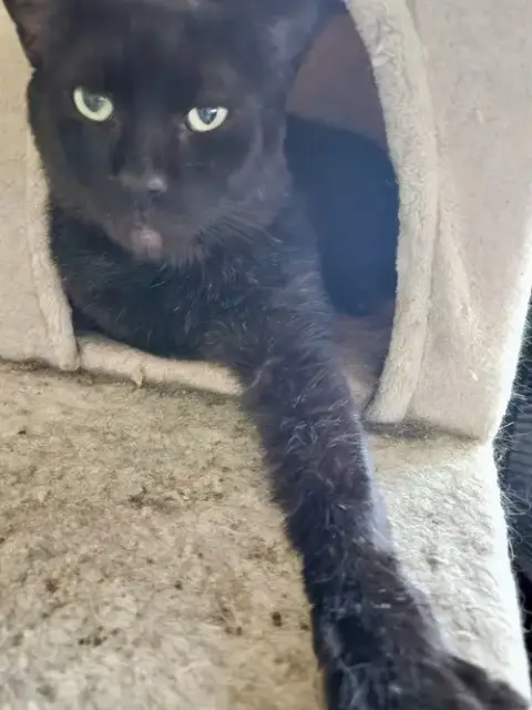 Jellybean