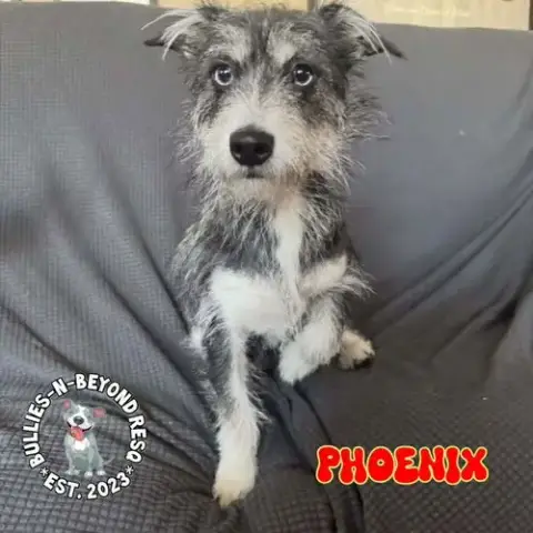 Phoenix