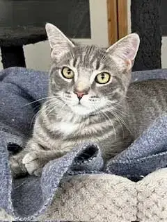 Kitten Max photo 4