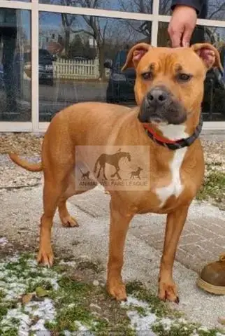 Amaretto