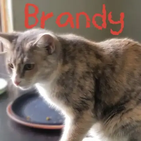 Brandy photo 2