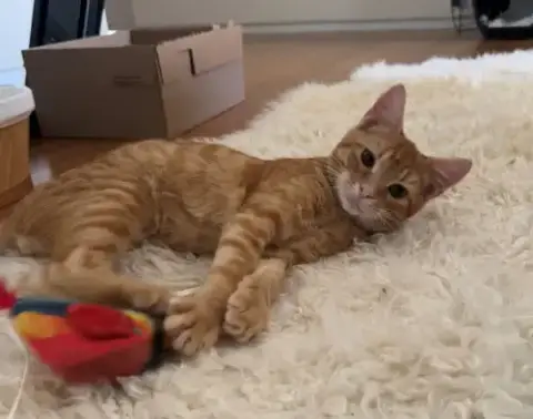 Baby Garfield photo 2