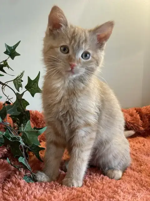 Merida