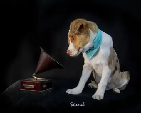 Scout photo 3