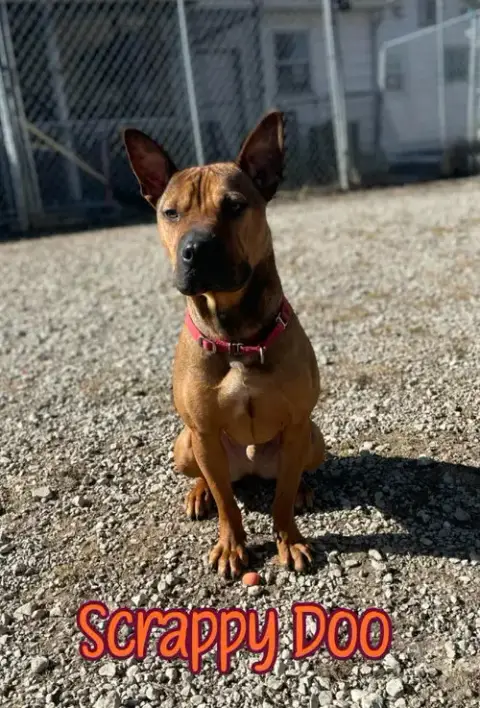 Scrappy Doo photo 3
