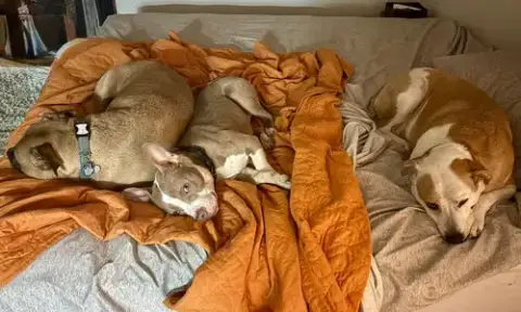 Ears Mcgee photo 2