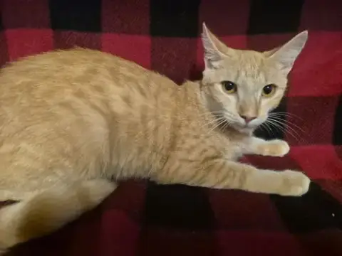 Cheezeball
