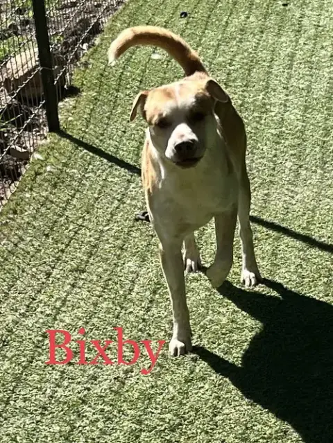 Bixby photo 3