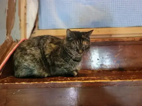 Missy photo 4