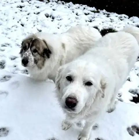Lumi Bonded With Balou photo 4