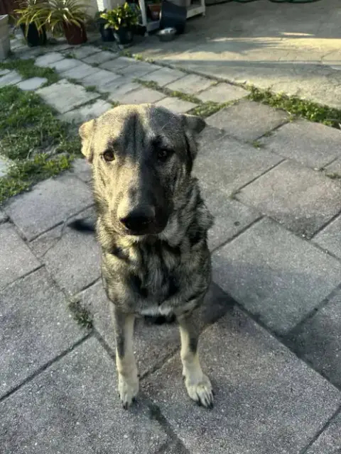 Shadow 3155 photo 2