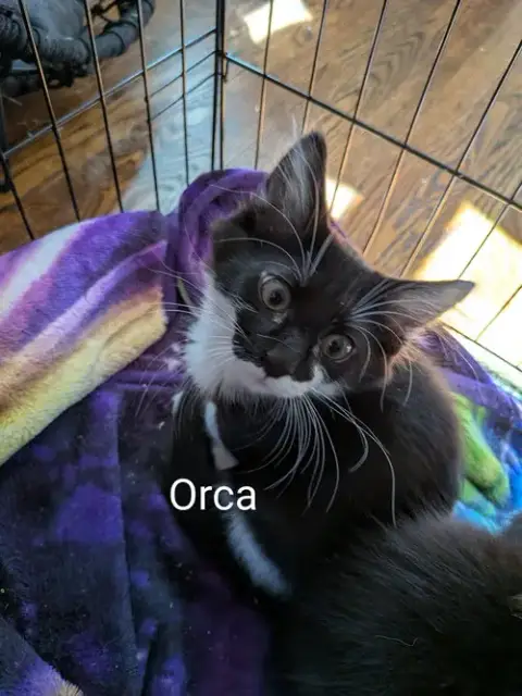 Orca photo 5