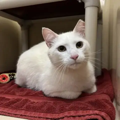 Casper