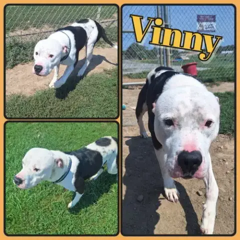 Vinny Fee Waived photo 2
