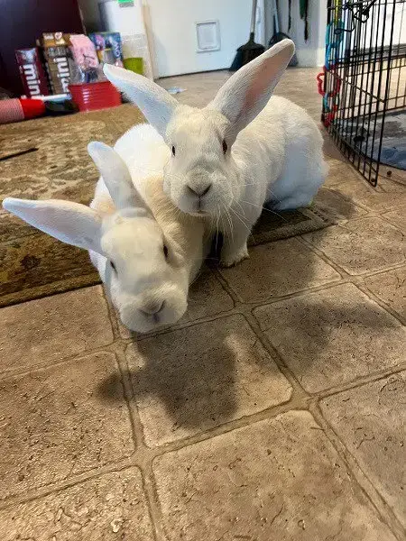 Moki & Darby photo 2