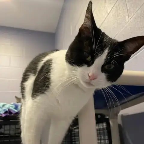 Oreo