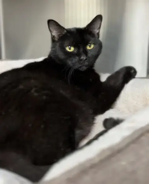 Nibblet