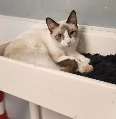 Cat 27281