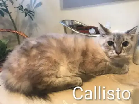 Callisto photo 2