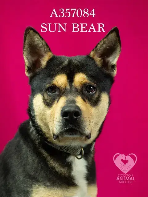 Sun Bear