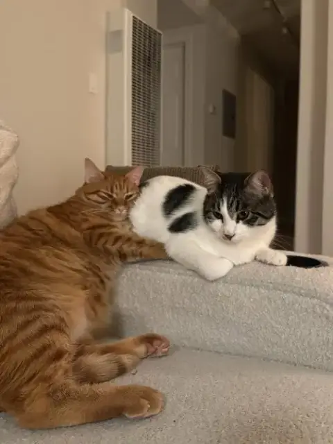 Otis & Tuff photo 3