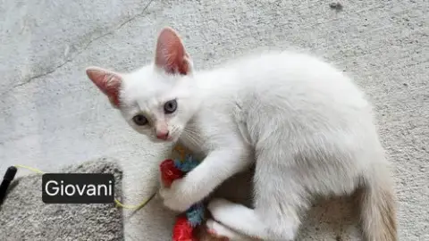 Giovani *