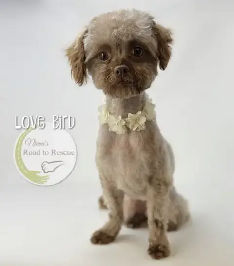 Love Bird