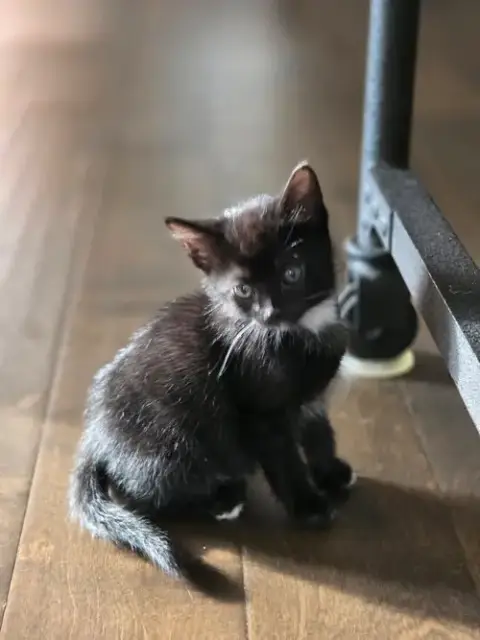 Tripurr