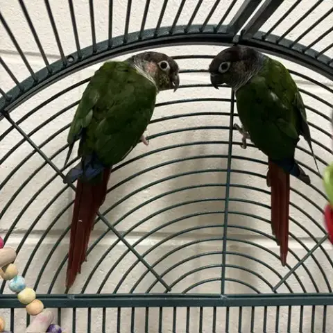 Pepper