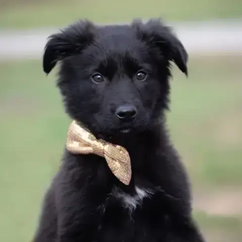 Teddy photo 2