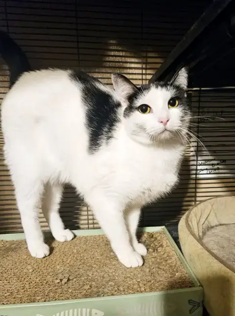 Kora.