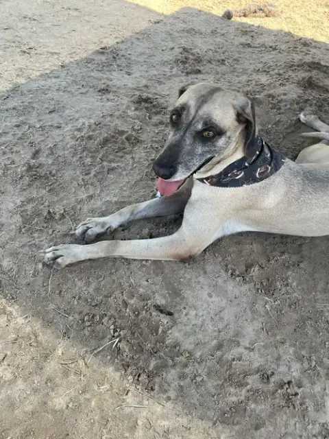 Gracie photo 2