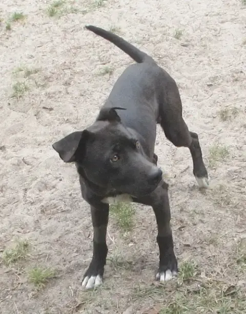 Jelly Bean photo 2
