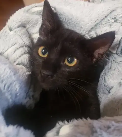 Gretel #Cute-Mini-Panther photo 3